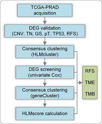 Histone lysine methylation patterns in prostate cancer microenvironment infiltration: Integrated bioinformatic analysis and histological validation